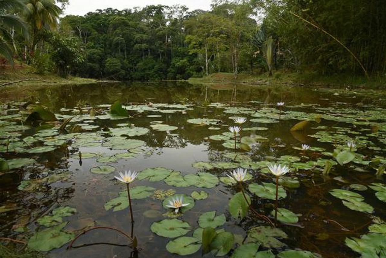 La Laguna Del Lagarto Eco-Lodge Pital  Luaran gambar
